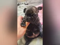 BG, a female French Bulldog for sale in Lebanon, MO – 4 of 6