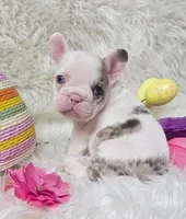 Lilly, a female French Bulldog for sale in Lebanon, MO – Photo 1 of 5