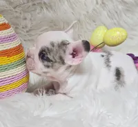 Lilly, a female French Bulldog for sale in Lebanon, MO – Photo 5 of 5