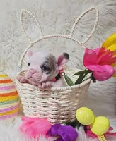 Lilly, a female French Bulldog for sale in Lebanon, MO – Photo 3 of 5