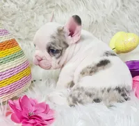 Lilly, a female French Bulldog for sale in Lebanon, MO – Photo 4 of 5