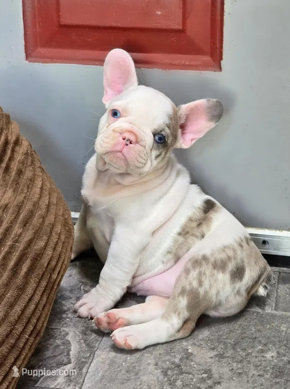 Lilly – French Bulldog puppy for sale in Lebanon, MO