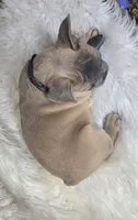 Tigger, a male French Bulldog for sale in Lebanon, MO – 3 of 5