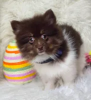 Hex, a male Pomeranian for sale in Lebanon, MO – Photo 3 of 8
