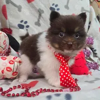 Hex, a male Pomeranian for sale in Lebanon, MO – Photo 8 of 8