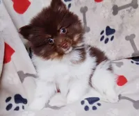 Hex, a male Pomeranian for sale in Lebanon, MO – Photo 1 of 8