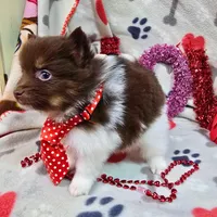 Hex, a male Pomeranian for sale in Lebanon, MO – Photo 7 of 8