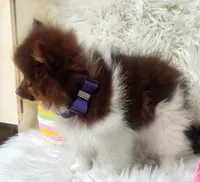 Hex, a male Pomeranian for sale in Lebanon, MO – Photo 4 of 8