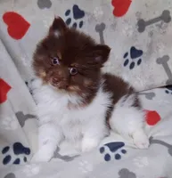 Hex, a male Pomeranian for sale in Lebanon, MO – Photo 2 of 8