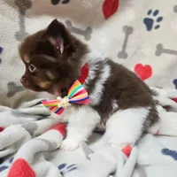 Hex, a male Pomeranian for sale in Lebanon, MO – Photo 5 of 8