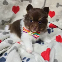 Hex, a male Pomeranian for sale in Lebanon, MO – Photo 6 of 8