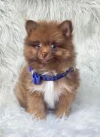 Cody, a male Pomeranian for sale in Lebanon, MO – 2 of 3