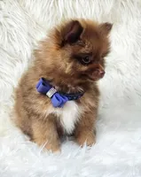 Cody, a male Pomeranian for sale in Lebanon, MO – 3 of 3