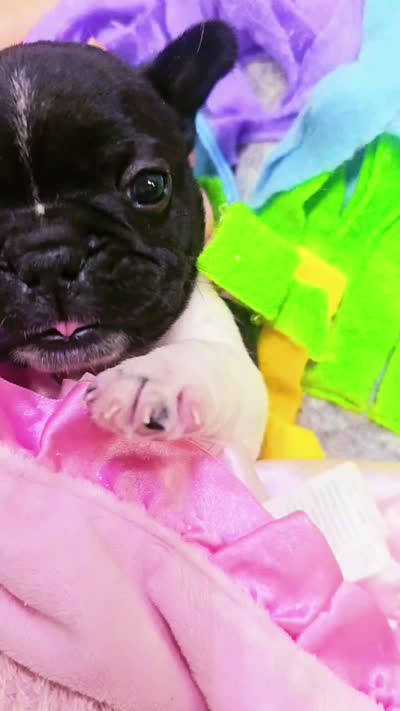 Moonita, a female French Bulldog for sale in Lebanon, MO – 6 of 6