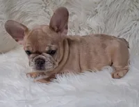 Marlow, a female French Bulldog for sale in Lebanon, MO – 6 of 8