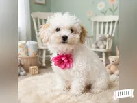 Dolly, a female Havapoo for sale in Lebanon, MO – 2 of 4