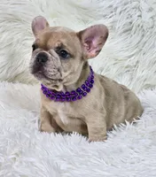 Marlow, a female French Bulldog for sale in Lebanon, MO – 4 of 4