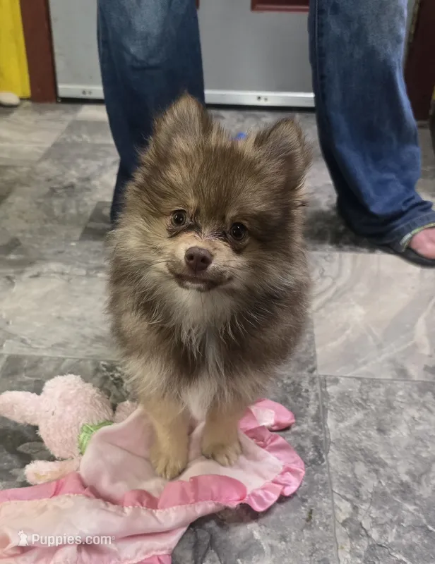 Luigi  – Pomeranian puppy for sale in Lebanon, MO