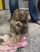 Luigi , a male Pomeranian for sale in Lebanon, MO – 2 of 8