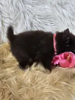 Cini Bun, a female Pomeranian for sale in Lebanon, MO – 4 of 4