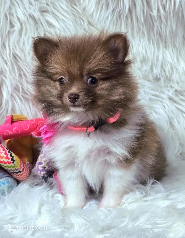 Cammie, a female Pomeranian for sale in Lebanon, MO – 1 of 2