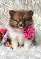 Cammie, a female Pomeranian for sale in Lebanon, MO – 2 of 2