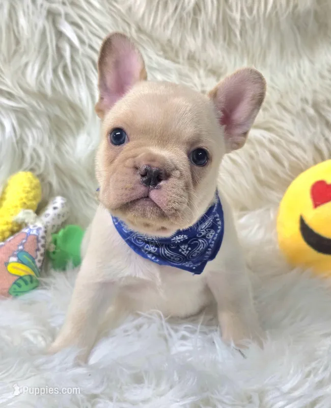 Rizo – French Bulldog puppy for sale in Lebanon, MO