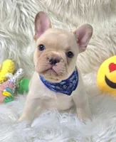 Rizo, a male French Bulldog for sale in Lebanon, MO – 1 of 3