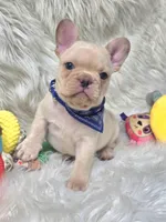 Rizo, a male French Bulldog for sale in Lebanon, MO – 3 of 3