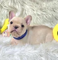 Rizo, a male French Bulldog for sale in Lebanon, MO – 2 of 3