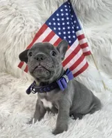 Goose, a male Frenchton for sale in Lebanon, MO – 2 of 4