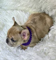 Marlow, a female French Bulldog for sale in Lebanon, MO – 2 of 4