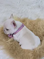 Kilo, a male French Bulldog for sale in Lebanon, MO – 3 of 4