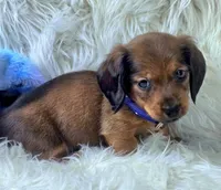 Pickles, a male Miniature Dachshund for sale in Lebanon, MO – 2 of 3