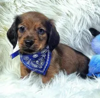 Pickles, a male Miniature Dachshund for sale in Lebanon, MO – 3 of 3