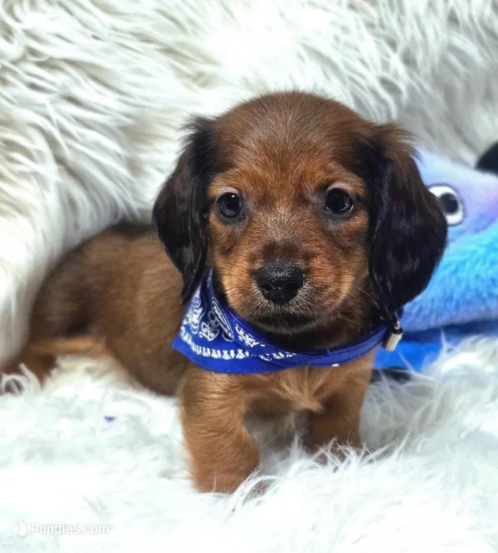 Pickles – Miniature Dachshund puppy for sale in Lebanon, MO