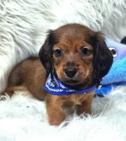 Pickles, a male Miniature Dachshund for sale in Lebanon, MO – 1 of 3