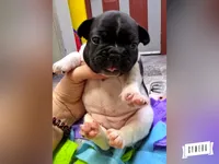 Moonita, a female French Bulldog for sale in Lebanon, MO – 4 of 6