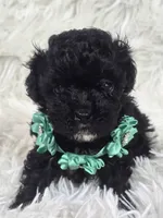 Loli, a female Havapoo for sale in Lebanon, MO – 3 of 3