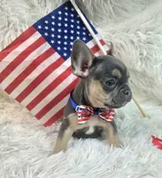 Rooster, a male Frenchton for sale in Lebanon, MO – 3 of 3