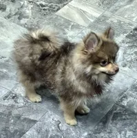 Luigi , a male Pomeranian for sale in Lebanon, MO – 3 of 8