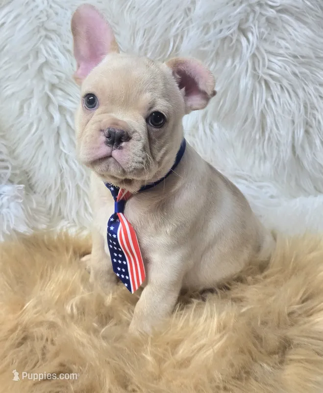 Rizo – French Bulldog puppy for sale in Lebanon, MO
