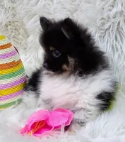 Banjo, a male Pomeranian for sale in Lebanon, MO – Photo 2 of 8