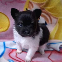 Banjo, a male Pomeranian for sale in Lebanon, MO – Photo 7 of 8