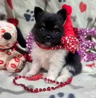 Banjo, a male Pomeranian for sale in Lebanon, MO – Photo 2 of 6