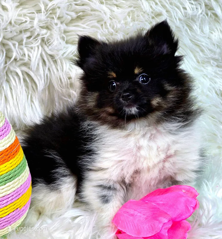 Banjo – Pomeranian puppy for sale in Lebanon, MO