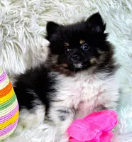 Banjo, a male Pomeranian for sale in Lebanon, MO – Photo 1 of 8