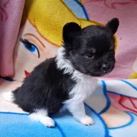 Banjo, a male Pomeranian for sale in Lebanon, MO – Photo 8 of 8