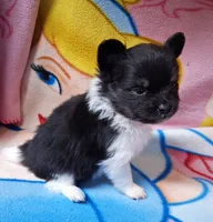 Banjo, a male Pomeranian for sale in Lebanon, MO – Photo 6 of 6