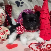 Banjo, a male Pomeranian for sale in Lebanon, MO – Photo 3 of 8